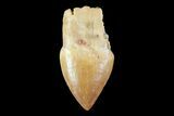Unusual, Serrated, Crocodylomorph Tooth - Morocco #72761-1